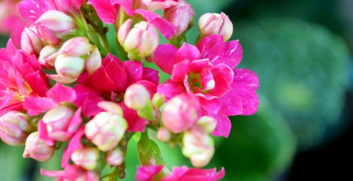 Saião: descubra como plantar essa espécie - reprodução: Canva