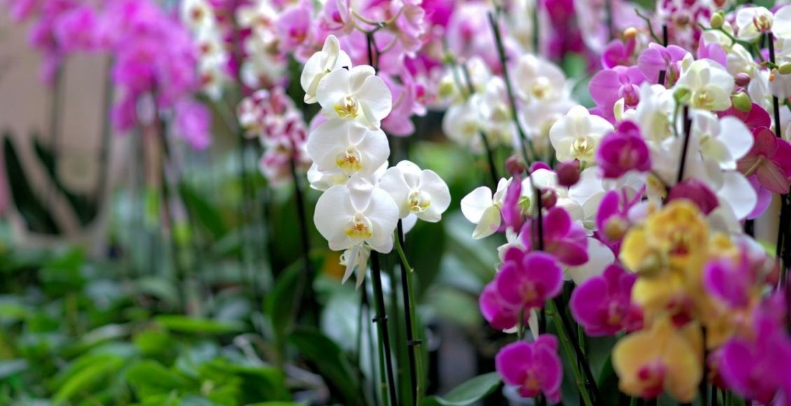 Siga um passo a passo como plantar orquídea - reprodução: Canva