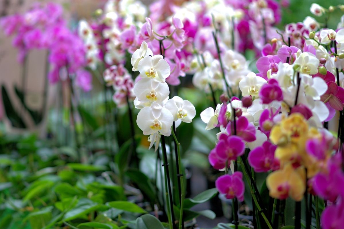 Siga um passo a passo como plantar orquídea - reprodução: Canva