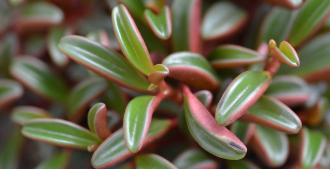 Saiba como plantar corretamente a peperômia; - reprodução: Canva