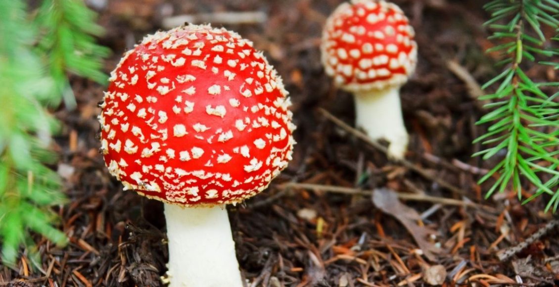 Conheça as plantas venenosas que são um perigo para os seus pets - reprodução: Canva