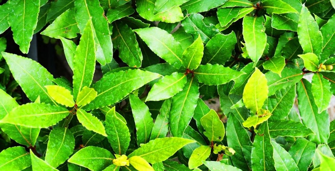 Aprenda como fazer muda de louro sem mistérios - reprodução: Canva