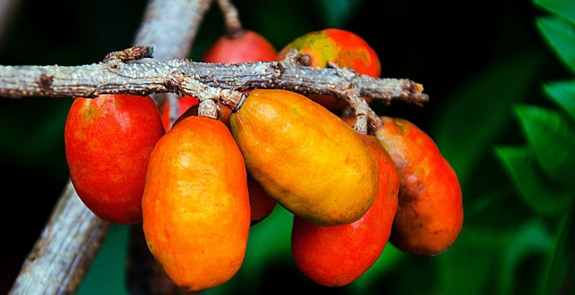 Seriguela: aprenda como plantar essa árvore com frutos tão deliciosos; Saiba mais - reprodução: Canva