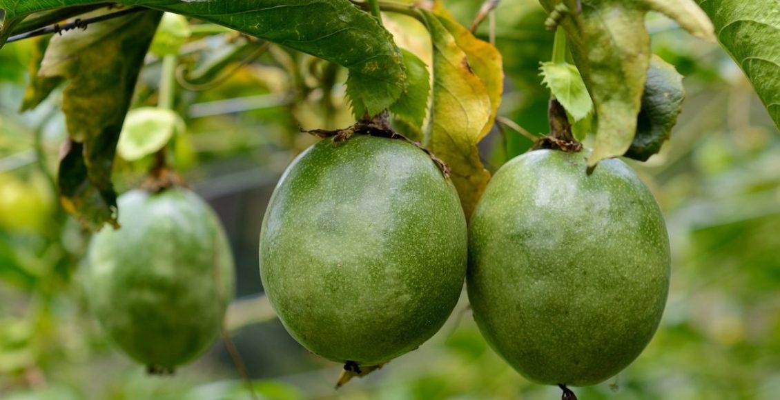 Descubra como plantar maracujá em casa; Saiba mais agora mesmo - reprodução: Canva