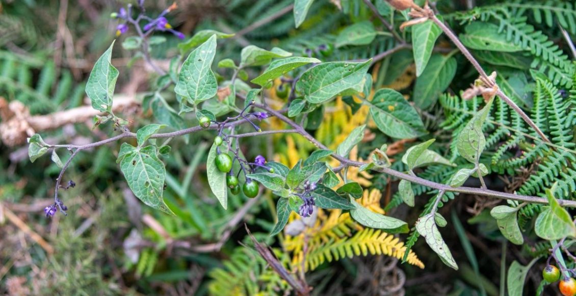 Dormideira: saiba como plantar essa espécie fofa no seu jardim - reprodução: Canva