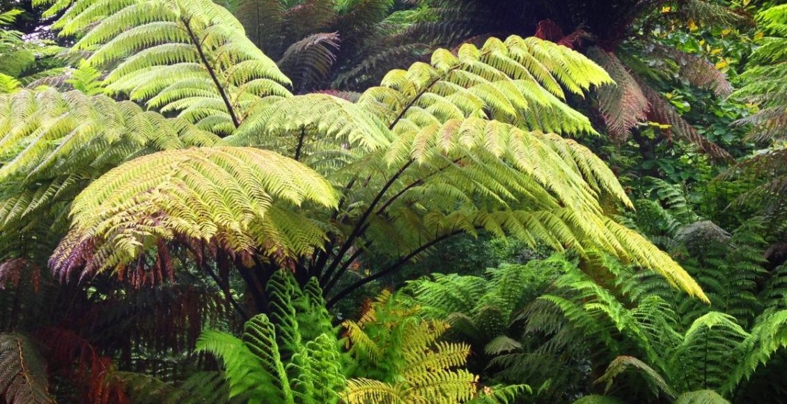 Descubra como plantar xaxim da forma correta - reprodução: Canva