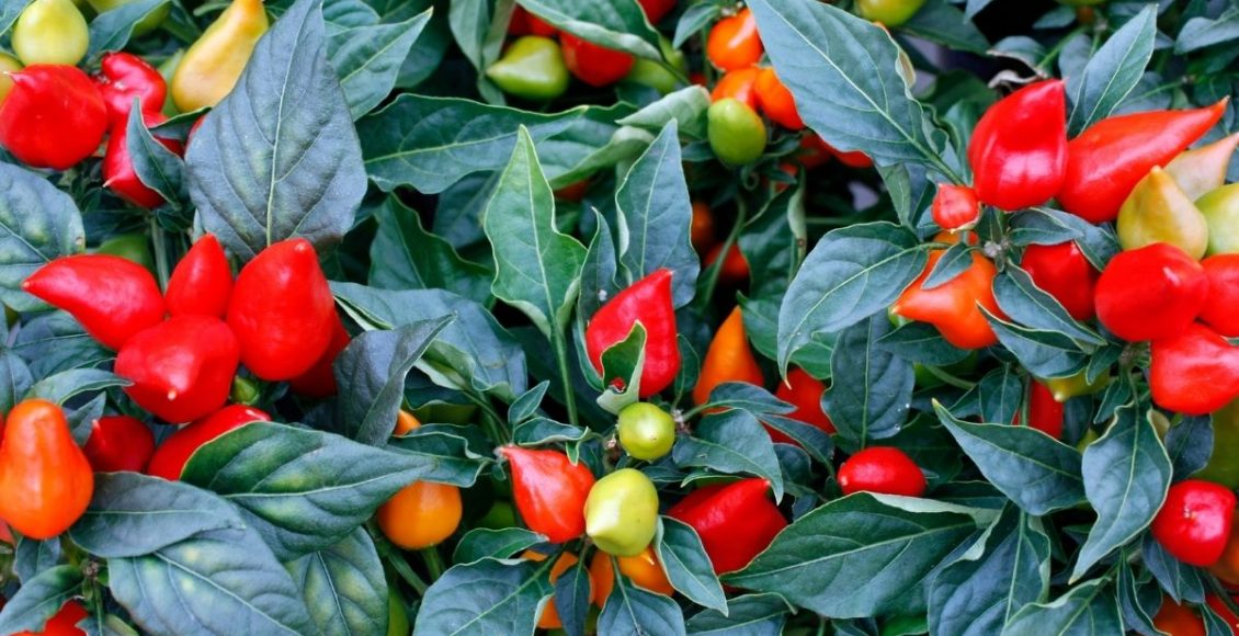 Pimenta: aprenda a plantar essa espécie de um jeito simples - reprodução: Canva