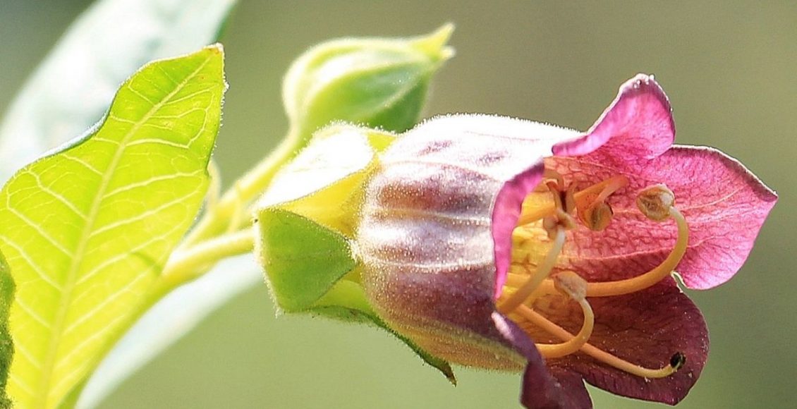 Beladona: saiba quais os cuidados que se deve ter com essa planta tóxica - reprodução: Canva