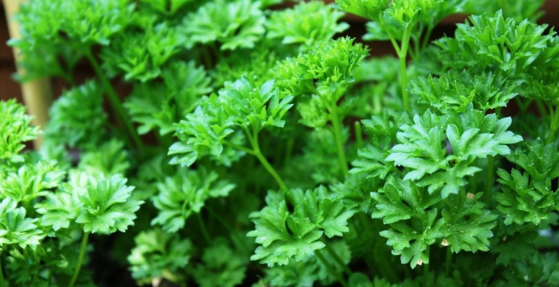 Descubra como plantar salsinha em casa e deixar sua horta com mais opções - reprodução: Canva