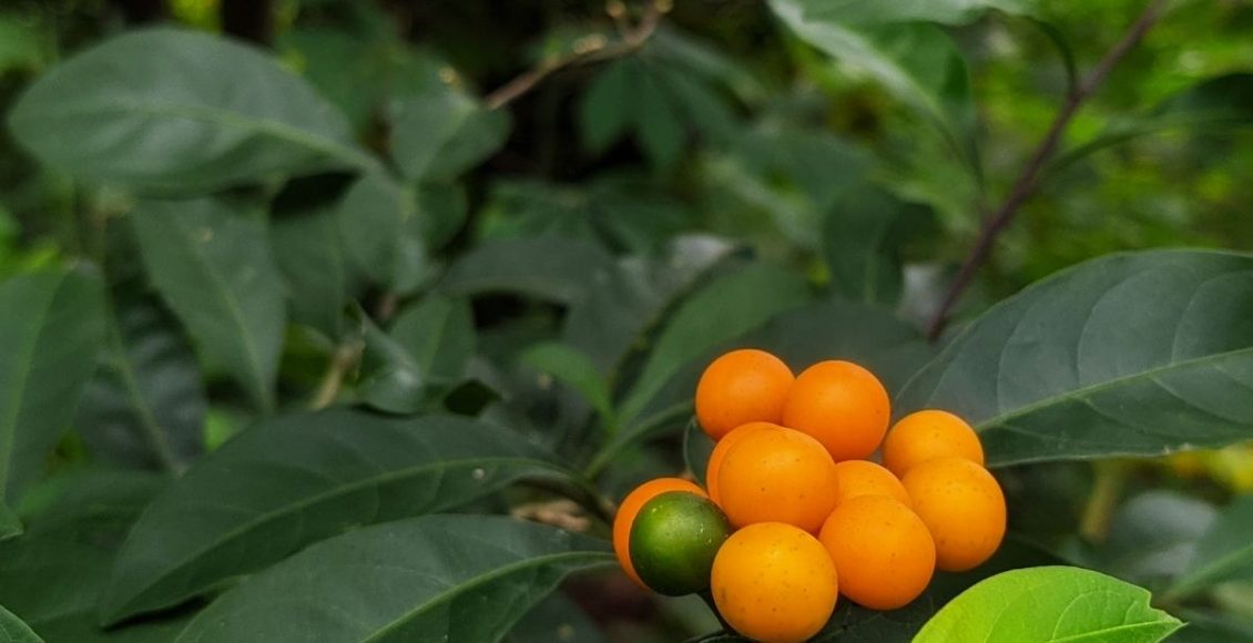 Aprenda agora mesmo como plantar frutas em vaso - reprodução: Canva
