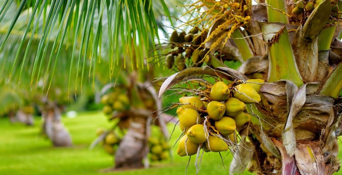 Saiba como ter o seu próprio coqueiro em casa - reprodução: Canva