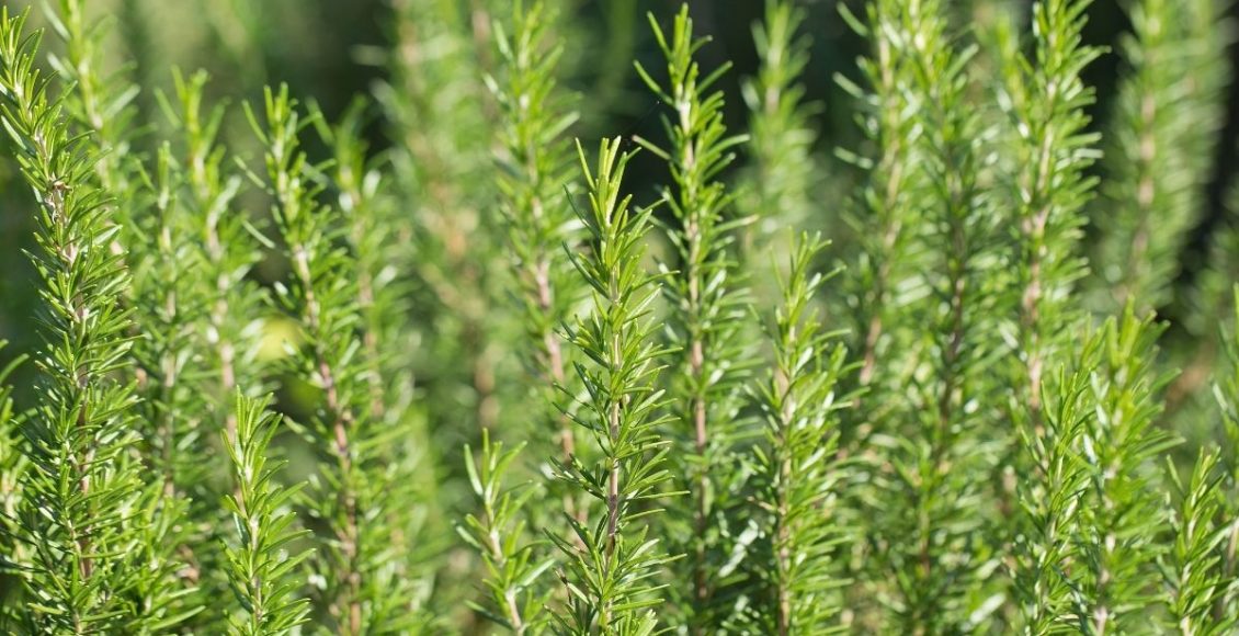 Aprenda agora mesmo como plantar alecrim sem mistério - reprodução: Canva