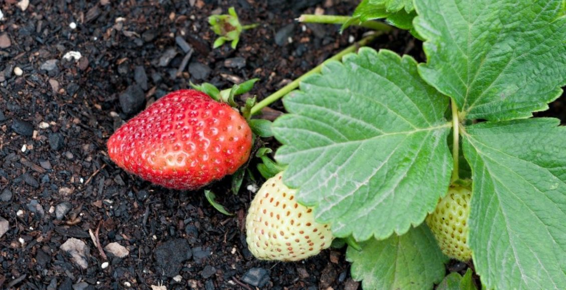 Aprenda como plantar morango em casa e economize muito - reprodução: Canva