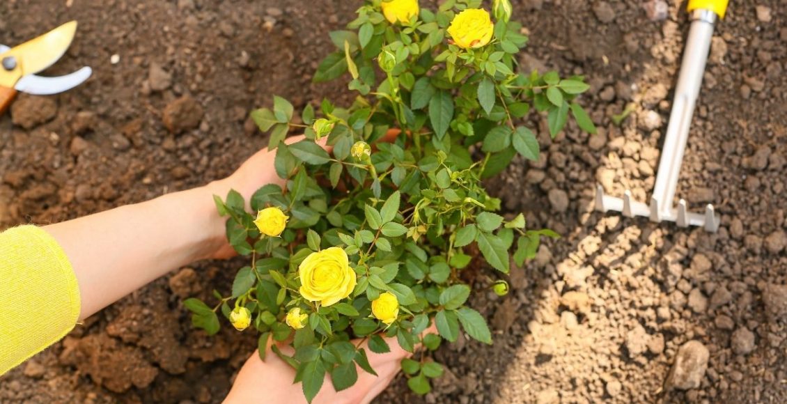 Aprenda a fazer mudas de rosa e deixe seu jardim ainda mais incrível - reprodução: CANVA