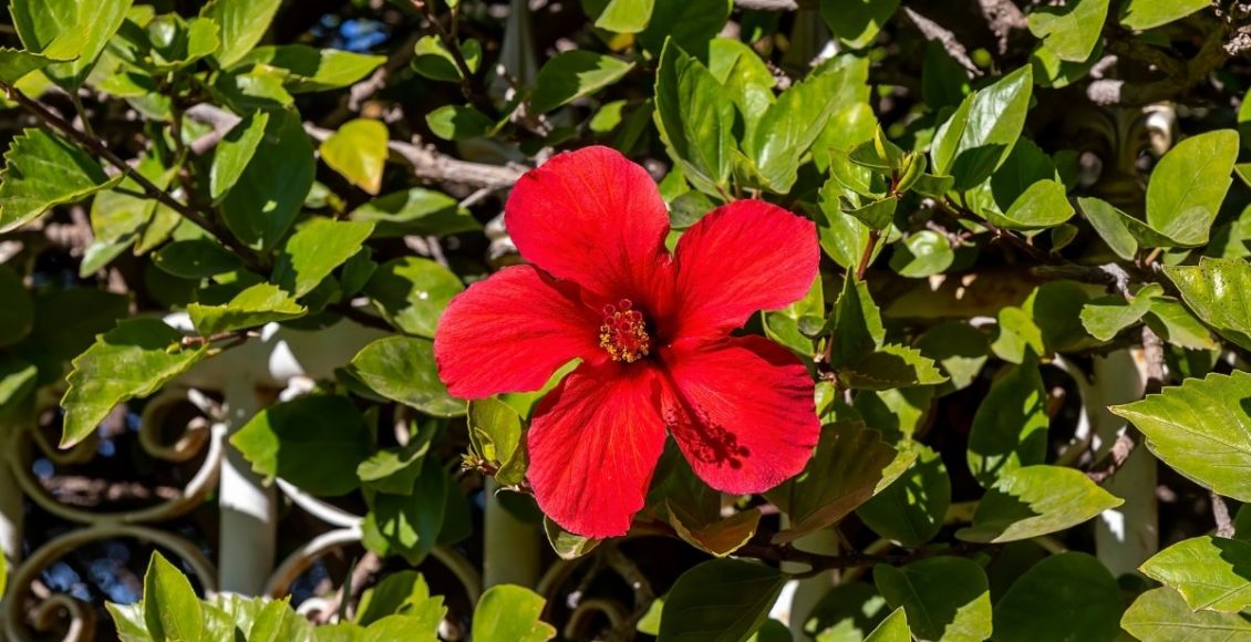Aprenda o modo certo de como plantar hibisco em casa; Saiba mais agora - reprodução: Canva