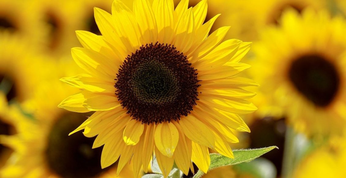 Aprenda como plantar girassol agora mesmo de um jeito fácil - reprodução: CANVA