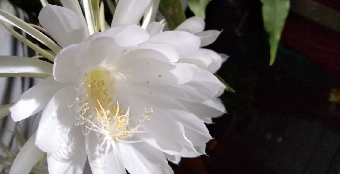 Dama da noite: descubra como você pode plantar essa espécie em casa - reprodução: Canva