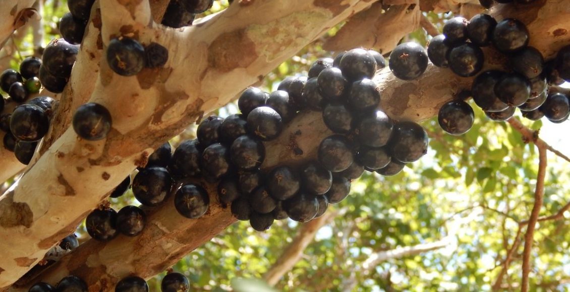 Jabuticaba: descubra como plantar essa espécie tão deliciosa - reprodução: Canva