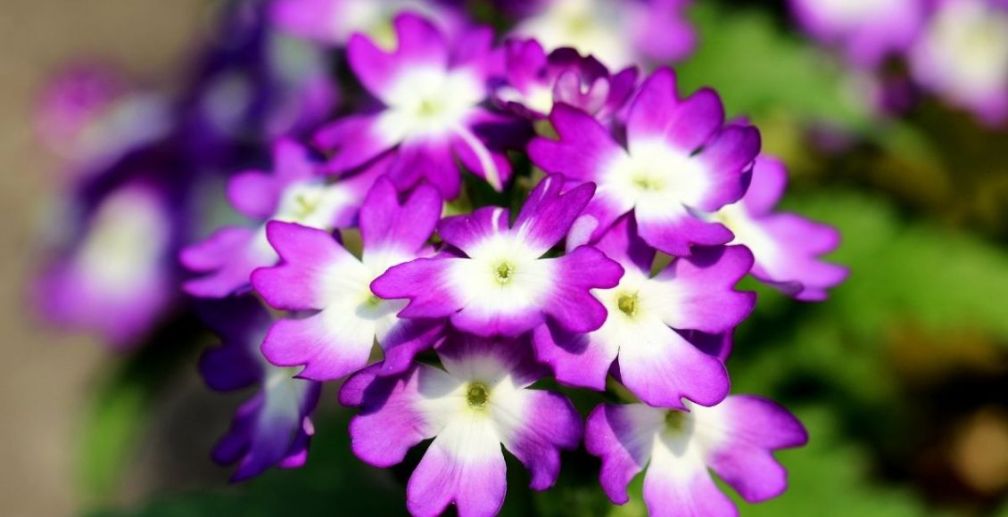 Conheça e saiba como planta a verbena - reprodução: Canva