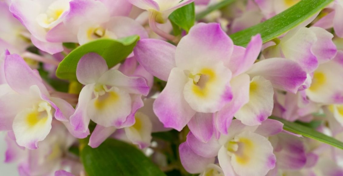 Dendrobium: aprenda como plantar essa espécie sem mistério - reprodução: Canva