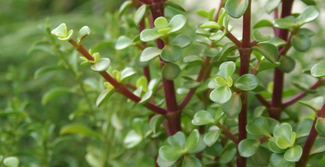 Jade Descubra Como Plantar Essa Suculenta Maravilhosa Saiba Mais Agora 4709