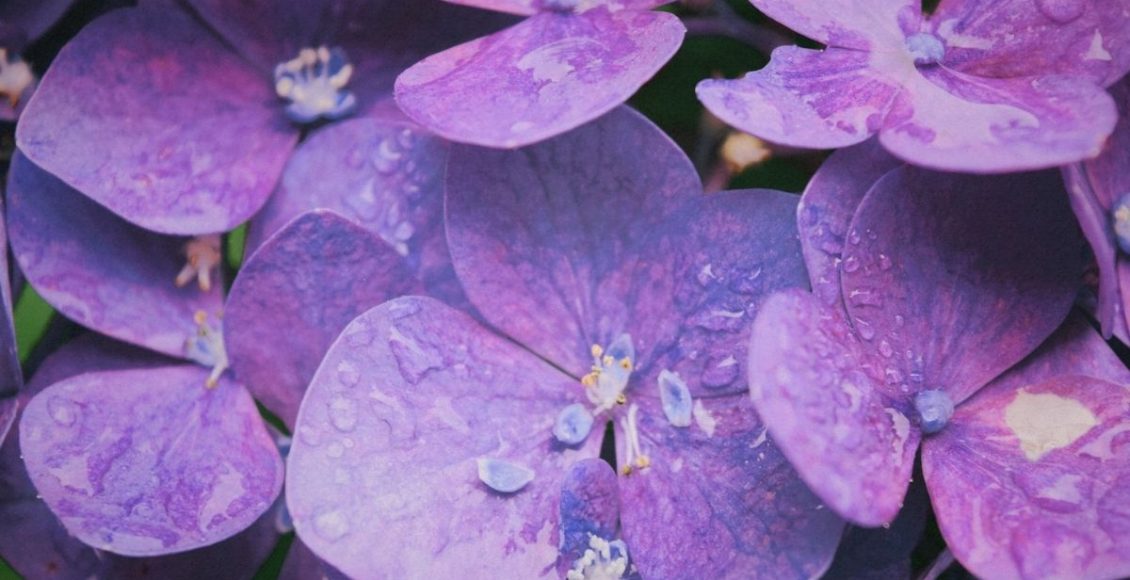 Violeta: aprenda como plantar e cuidar dessa espécie tão delicada - reprodução: Canva