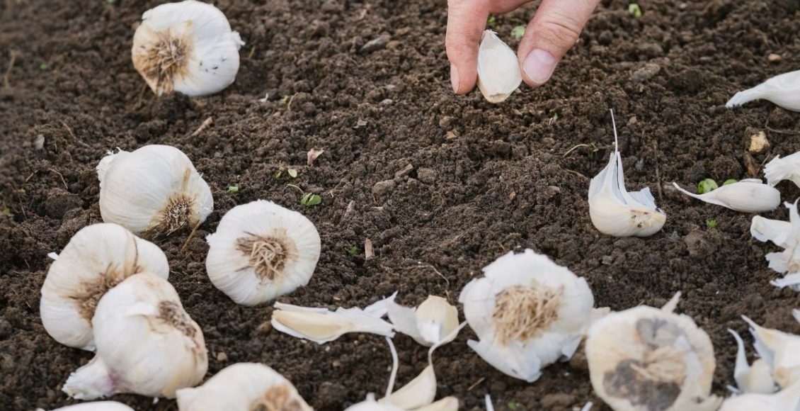 Aprenda como plantar alho de um jeito simples - reprodução: Canva