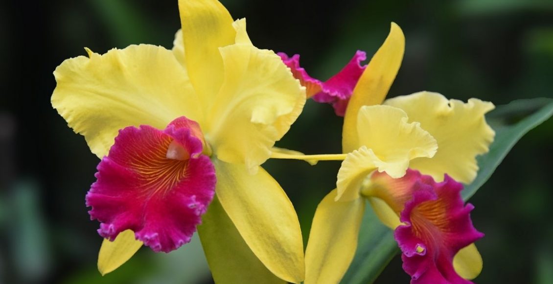 Dicas de adubação para suas orquídeas técnicas para ajudar a florescer - Reprodução Canva