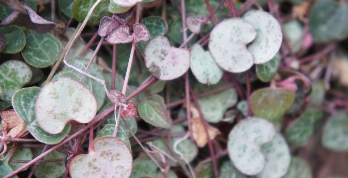 Dicas para começar a cultivar a planta coração emaranhado confira - Reprodução Canva