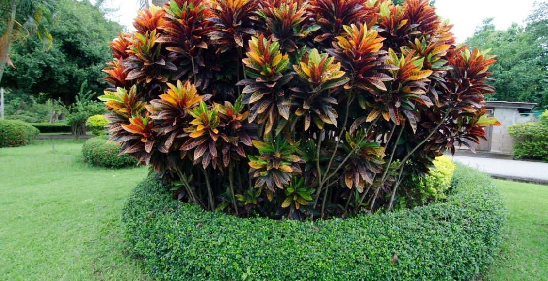 Dicas para cultivar Cróton a planta ideal para quem ama folhagens - Reprodução Canva