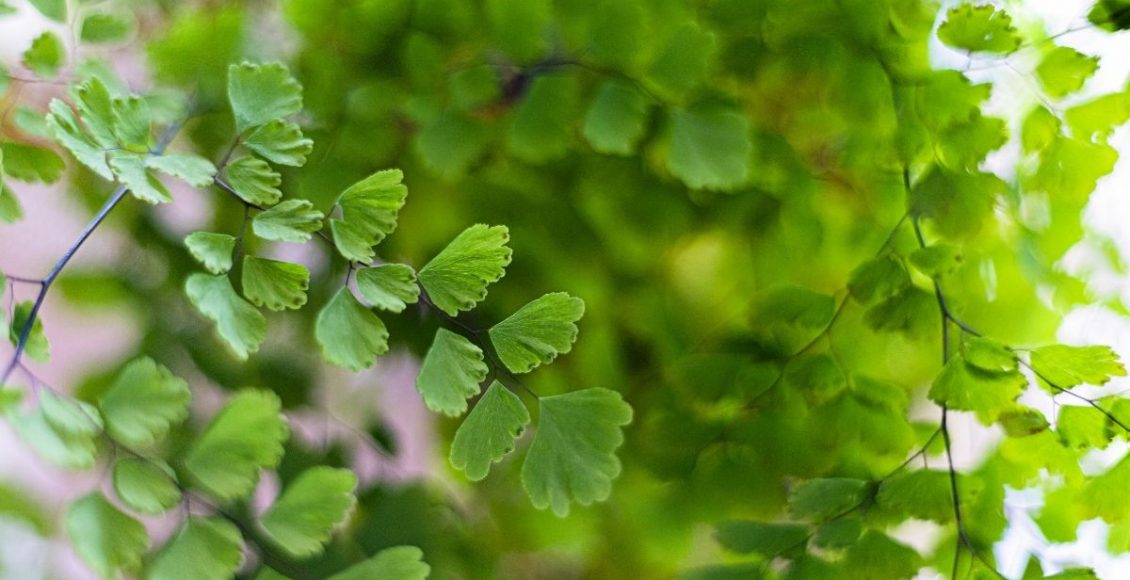 Dicas para cultivar a planta Avenca uma samambaia nativa do Brasil - reprodução Canva