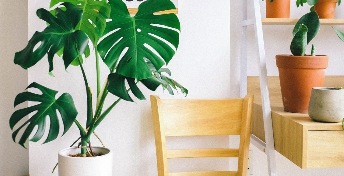 Dicas para cultivar a planta monstera conhecida como costela-de-adão - Reprodução Canva