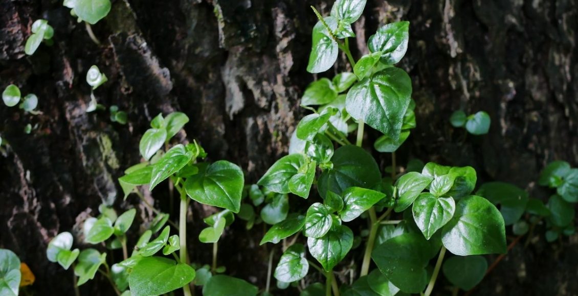 Dicas para cultivar a planta peperômia scardens aprenda agora - reprodução Canva