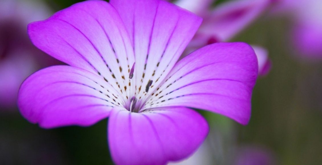 Dicas para ter violetas sempre lindas e floridas saiba cultivar essa planta - reprodução Canva