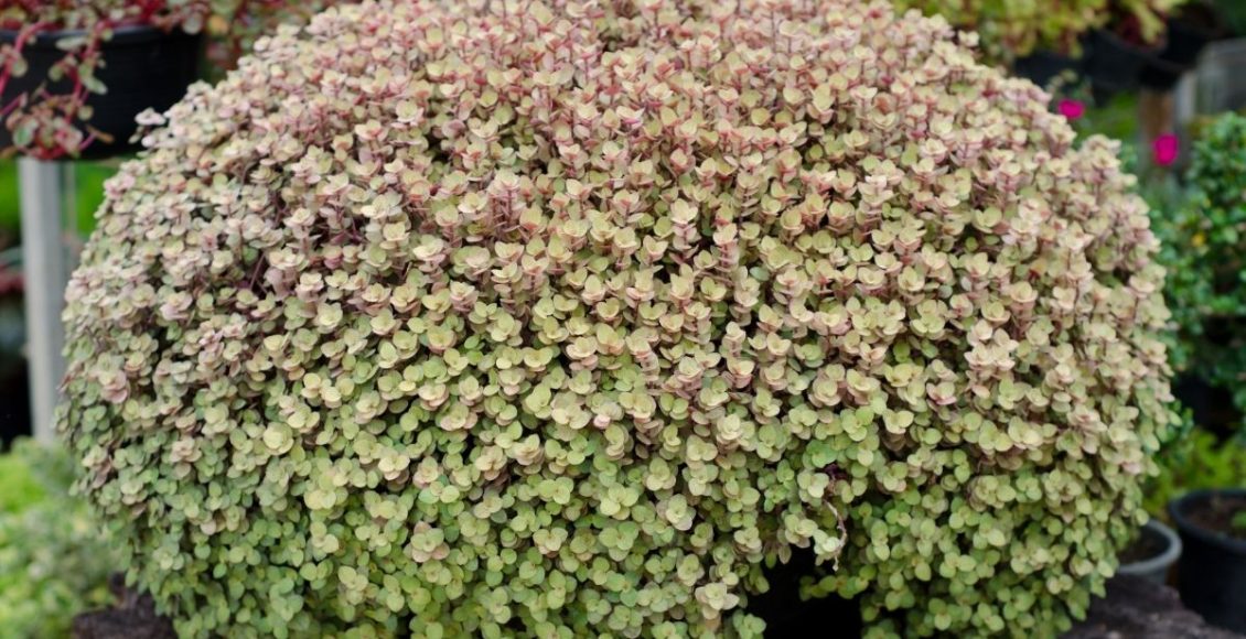 Dicas rápidas e práticas para cultivar a planta tostão ela é bem delicada - Reprodução Canva