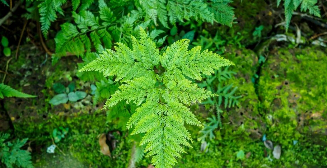 Dicas simples para cultivar a planta Renda-Portuguesa confira agora - Reprodução Canva