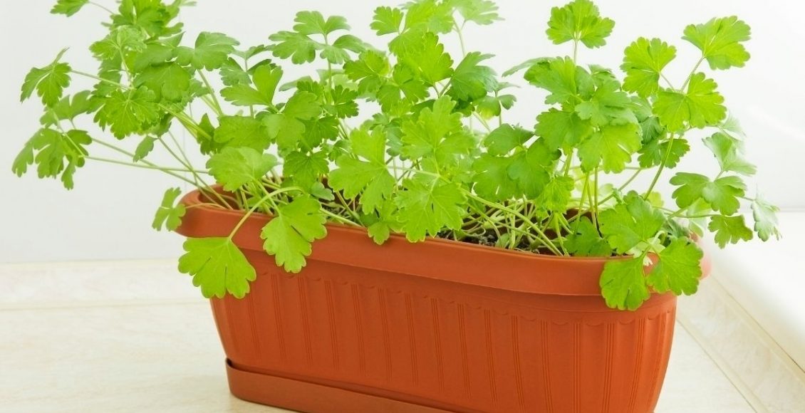 Dicas simples para plantar e cultivar salsinha em vaso aprenda agora - Reprodução canva