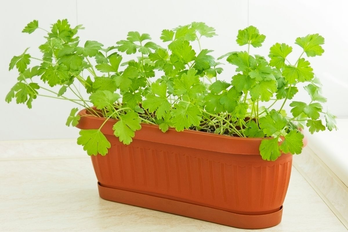 Dicas simples para plantar e cultivar salsinha em vaso aprenda agora - Reprodução canva