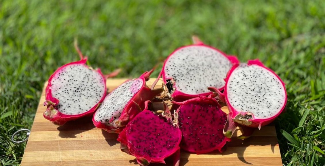 pitaya em vaso - Reprodução Canva