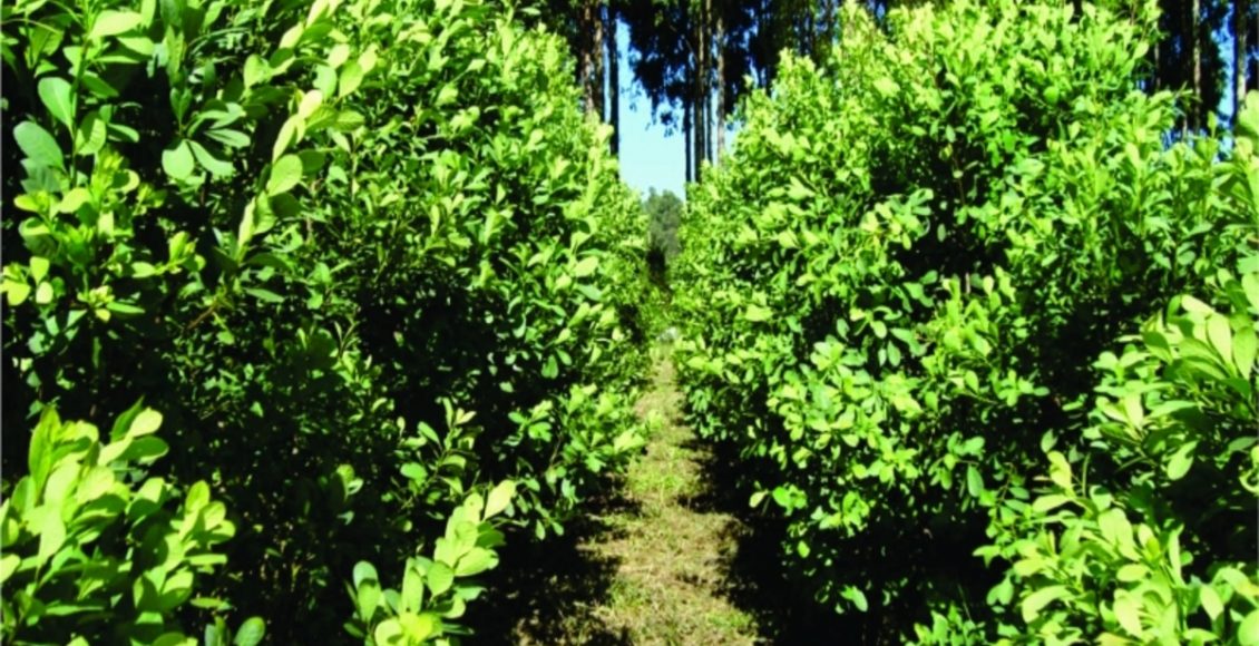 Colocar erva mate nas plantas? Será mesmo que a ideia presta? Veja agora - Fonte: Pixabay