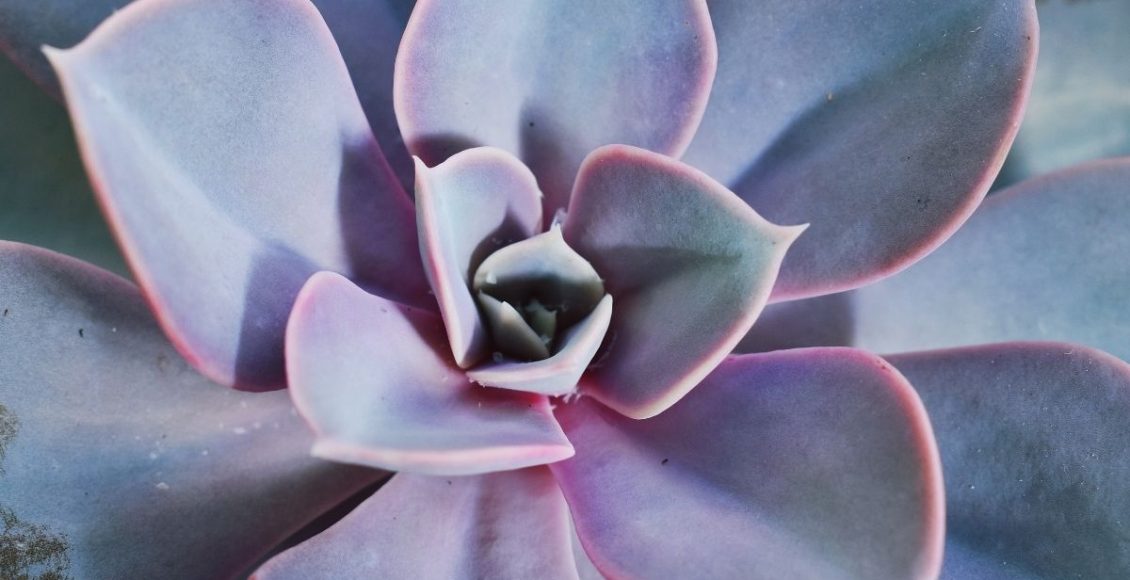 Echeveria morning light aprenda a cultivar a planta suculenta de sol - reprodução Canva