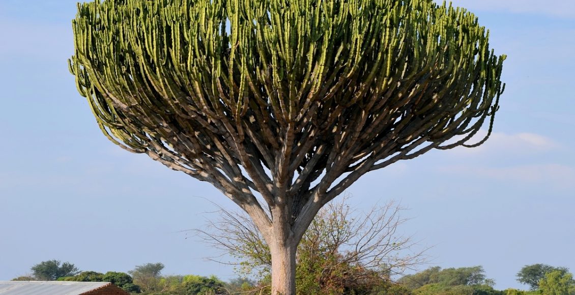 Como cultivar Candelabro? Veja como plantar, nutrir a terra e manter a planta - Fonte: Pixabay