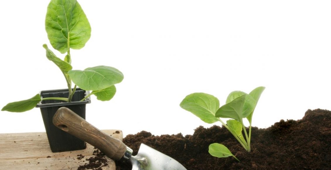 Faça suas próprias mudinhas de plantas confira algumas dicas simples - Reprodução Canva