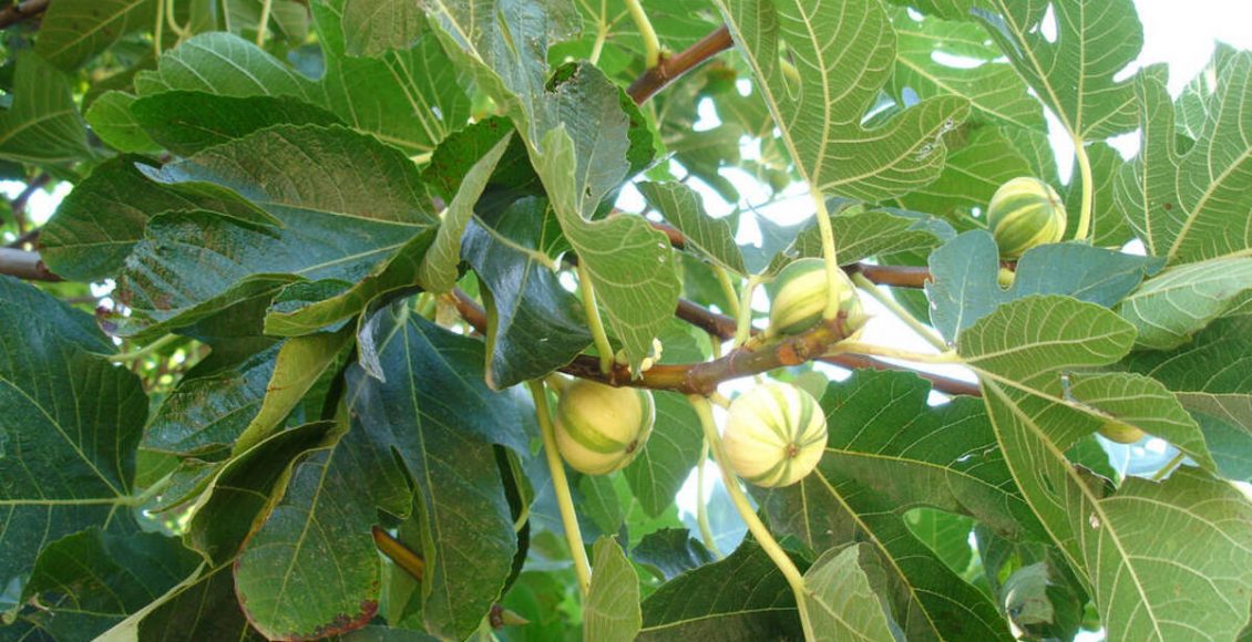 Como cultivar figueira? Veja dicas para plantar em casa e produzir frutos - Fonte: Pixabay
