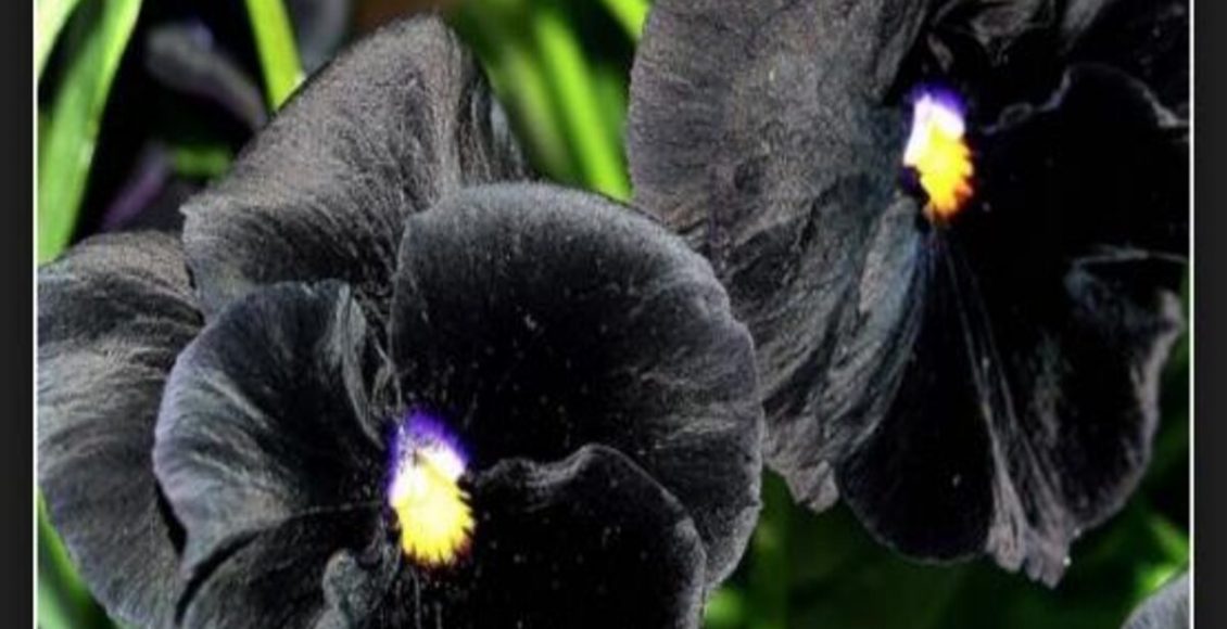 Como cultivar Amor-perfeito negro? Veja dicas fáceis e práticas que podem te ajudar com isso - Fonte: pixabay