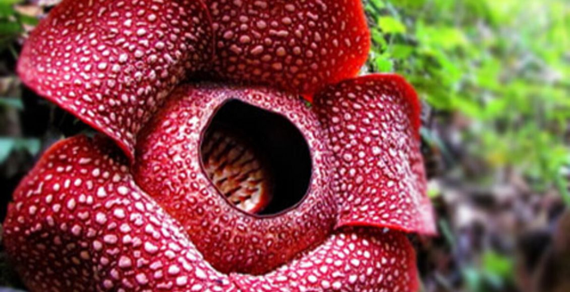 Conheça a maior flor do mundo, a Rafflesia arnoldi! Veja como cultivar e curiosidades - Fonte: Pixabay