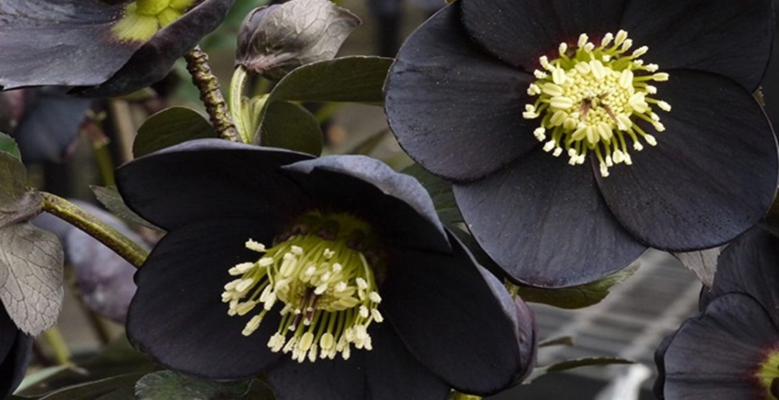 Heléboro: conheça a planta negra que está fazendo sucesso e saiba como plantar - Fonte: Pixabay