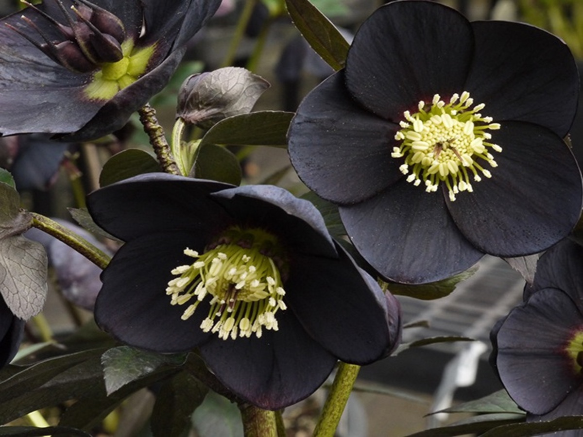Heléboro: conheça a planta negra que está fazendo sucesso e saiba como plantar - Fonte: Pixabay