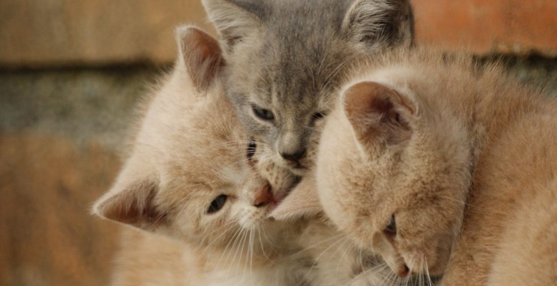 Gatos - Reprodução Canva