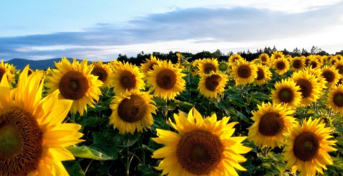 Girassol tudo que você precisa saber para cultivar essa planta - reprodução Canva